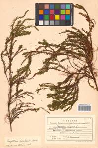 Водяника черная, Шикша черная L., Сибирь, Дальний Восток (S6) (Россия)