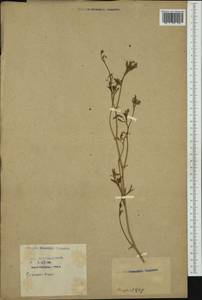 Apiaceae, Западная Европа (EUR) (Франция)