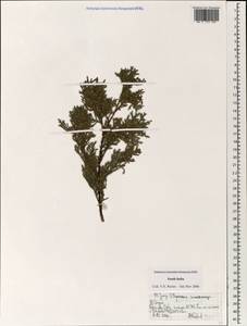 Cupressus macrocarpa Hartw. ex Gordon, Зарубежная Азия (ASIA) (Индия)