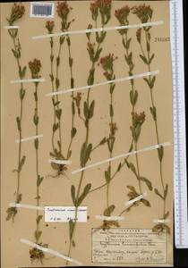 Centaurium erythraea subsp. erythraea, Средняя Азия и Казахстан, Западный Тянь-Шань и Каратау (M3) (Киргизия)