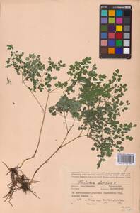 Василисник вонючий L., Восточная Европа, Восточный район (E10) (Россия)