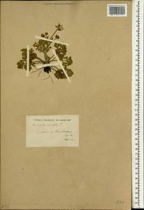 Ranunculus sierrae-orientalis (L. D. Benson) G. L. Nesom, Зарубежная Азия (ASIA) (Турция)