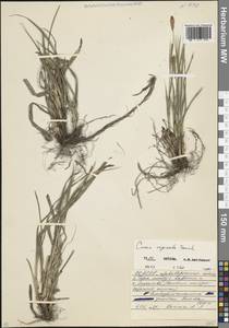 Осока влагалищная Tausch, Кавказ, Северная Осетия, Ингушетия и Чечня (K1c) (Россия)