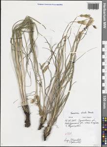 Pseudopodospermum tauricum (M.Bieb.) Vasjukov & Saksonov, Восточная Европа, Нижневолжский район (E9) (Россия)