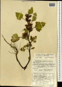 Xanthium orientale var. albinum (Widder) Adema & M.T.Jansen, Монголия (MONG) (Монголия)