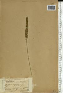 Тимофеевка луговая L., Восточная Европа, Белоруссия (E3a) (Белоруссия)