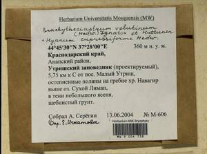 Brachytheciastrum velutinum (Hedw.) Ignatov & Huttunen, Гербарий мохообразных, Мхи - Северный Кавказ и Предкавказье (B12) (Россия)