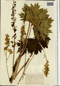 Aconitum lycoctonum subsp. lasiostomum (Rchb.) Warncke, Восточная Европа (без точных пунктов) (E0)