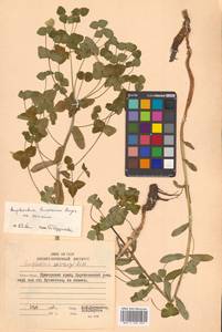 Молочай рощевый Rupr., Сибирь, Дальний Восток (S6) (Россия)