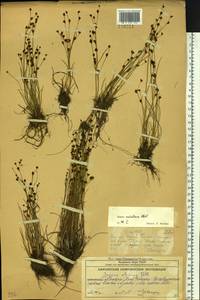 Juncus alpinoarticulatus subsp. rariflorus (Hartm.) Holub, Сибирь, Чукотка и Камчатка (S7) (Россия)