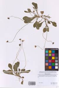 Маргаритка многолетняя L., Восточная Европа, Московская область и Москва (E4a) (Россия)