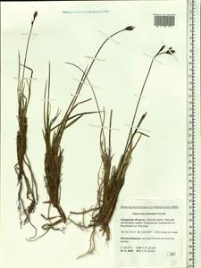 Осока траурная (Holm) T.V.Egorova, Сибирь, Дальний Восток (S6) (Россия)
