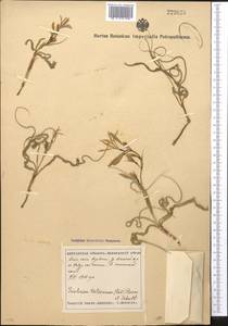 Иксиолирион татарский (Pall.) Schult. & Schult.f., Средняя Азия и Казахстан, Сырдарьинские пустыни и Кызылкумы (M7) (Узбекистан)