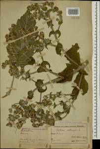 Шалфей эфиопский L., Кавказ, Азербайджан (K6) (Азербайджан)