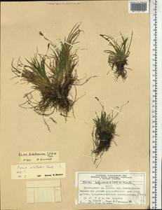 Осока Ледебура C.A.Mey. ex Trevir., Сибирь, Алтай и Саяны (S2) (Россия)