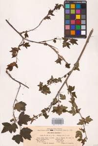 Смородина альпийская L., Восточная Европа, Северо-Западный район (E2) (Россия)