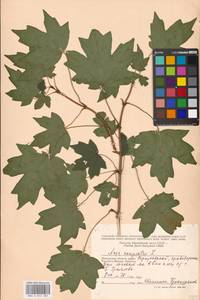 Клен полевой, Клен равнинный L., Восточная Европа, Московская область и Москва (E4a) (Россия)