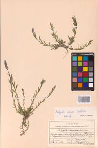 Истод хохлатый Schkuhr, Восточная Европа, Западный район (E3) (Россия)