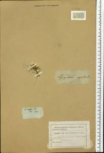 Bryodesma sibiricum (Milde) Soják, Сибирь и Дальний Восток (без точных местонахождений) (S0) (Россия)