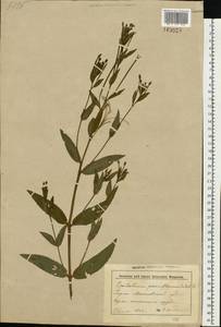 Кипрей мелкоцветковый Schreb., Восточная Европа, Белоруссия (E3a) (Белоруссия)