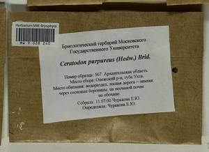 Ceratodon purpureus (Hedw.) Brid., Гербарий мохообразных, Мхи - Архангельская и Вологодская области, Коми, Ненецкий АО (B7) (Россия)
