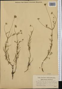 Ломелозия серебристая (L.) Greuter & Burdet, Западная Европа (EUR) (Италия)