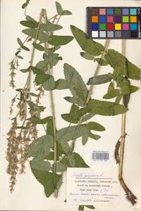 MHA 0 155 680, Котовник голый, Восточная Европа, Центральный район (E4) (Россия)