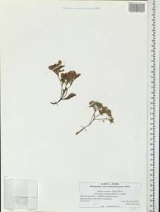 Phedimus spurius subsp. spurius, Восточная Европа, Московская область и Москва (E4a) (Россия)