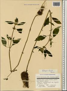 Пикульник двунадрезанный, Жабрей Boenn., Кавказ, Северная Осетия, Ингушетия и Чечня (K1c) (Россия)