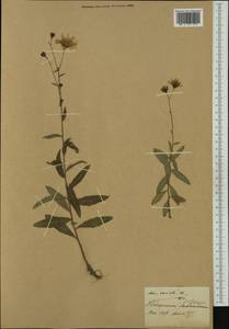 Hieracium lycopifolium subsp. vallisiacum (Fr.) Zahn, Западная Европа (EUR) (Швейцария)