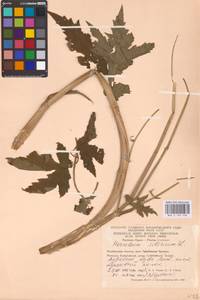 Heracleum sphondylium subsp. sibiricum (L.) Simonk., Восточная Европа, Восточный район (E10) (Россия)