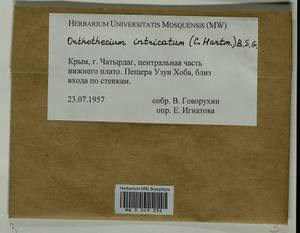 Orthothecium intricatum (Hartm.) Schimp., Гербарий мохообразных, Мхи - Крым (B3a) (Россия)