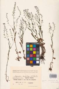 MHA 0 153 465, Myosotis alpestris subsp. suaveolens (Waldst. & Kit. ex Willd.) Strid, Восточная Европа, Центральный лесостепной район (E6) (Россия)