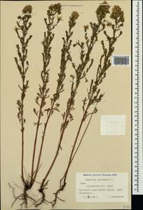 Зверобой продырявленный L., Крым (KRYM) (Россия)