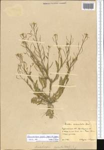 Sisymbrium pumilum Stephan, Средняя Азия и Казахстан, Каракумы (M6) (Туркмения)