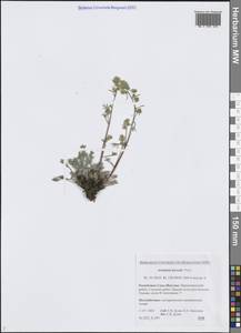 Полынь северная Pall., Сибирь, Якутия (S5) (Россия)