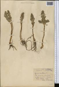 Lysimachia maritima (L.) Galasso, Banfi & Soldano, Средняя Азия и Казахстан, Северный и Центральный Казахстан (M10) (Казахстан)