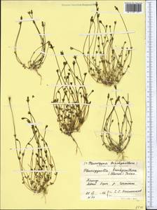 Ломатогониум короткопыльниковый (C. B. Cl.) Fern., Средняя Азия и Казахстан, Памир и Памиро-Алай (M2) (Таджикистан)