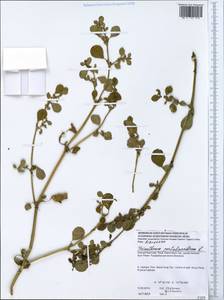 Trianthema portulacastrum L., Зарубежная Азия (ASIA) (Вьетнам)