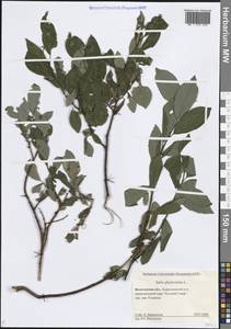 Ива филиколистная L., Восточная Европа, Северный район (E1) (Россия)