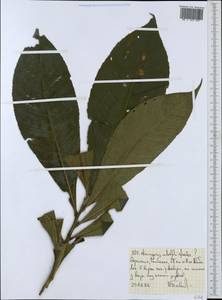 Pouteria adolfi-friedericii (Engl.) A.Meeuse, Африка (AFR) (Эфиопия)