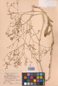 Качим козелецолистный Ser., Восточная Европа, Нижневолжский район (E9) (Россия)