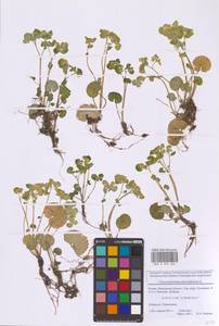 Селезеночник очереднолистный L., Восточная Европа, Московская область и Москва (E4a) (Россия)