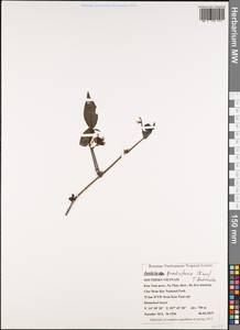 Justicia quadrifaria (Wall. ex Nees) T. Anderson, Зарубежная Азия (ASIA) (Вьетнам)