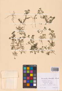 Лютик волосолистный, Шелковник волосолистный Chaix, Восточная Европа, Центральный район (E4) (Россия)