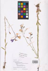 Колокольчик раскидистый L., Восточная Европа, Центральный район (E4) (Россия)