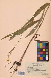 Лютик длиннолистный L., Восточная Европа, Центральный район (E4) (Россия)