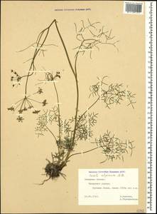 Lomatocarum alpinum (M. Bieb.) Fisch. & C. A. Mey., Кавказ, Северная Осетия, Ингушетия и Чечня (K1c) (Россия)