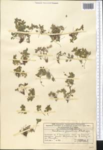 Постенница иудейская L., Средняя Азия и Казахстан, Западный Тянь-Шань и Каратау (M3) (Казахстан)