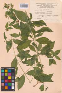 Волдырник ягодный (L.) Durande, Восточная Европа, Восточный район (E10) (Россия)